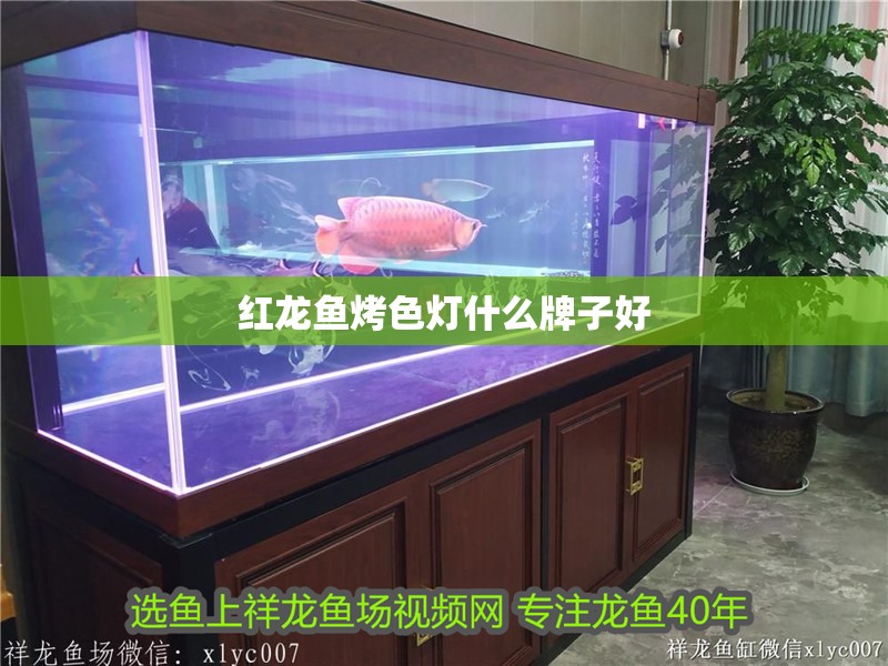 紅龍魚烤色燈什么牌子好
