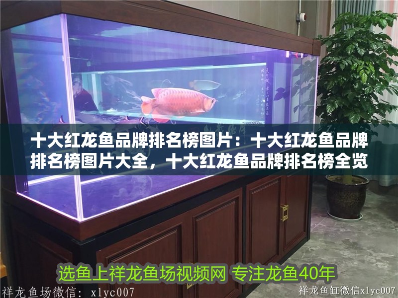 十大紅龍魚品牌排名榜圖片：十大紅龍魚品牌排名榜圖片大全，十大紅龍魚品牌排名榜全覽