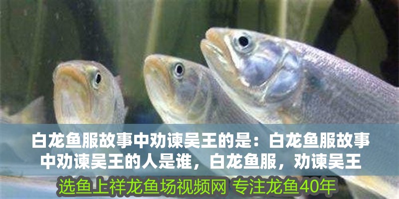 白龍魚服故事中勸諫吳王的是：白龍魚服故事中勸諫吳王的人是誰，白龍魚服，勸諫吳王