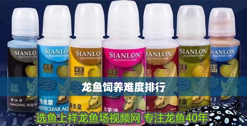 龍魚飼養難度排行
