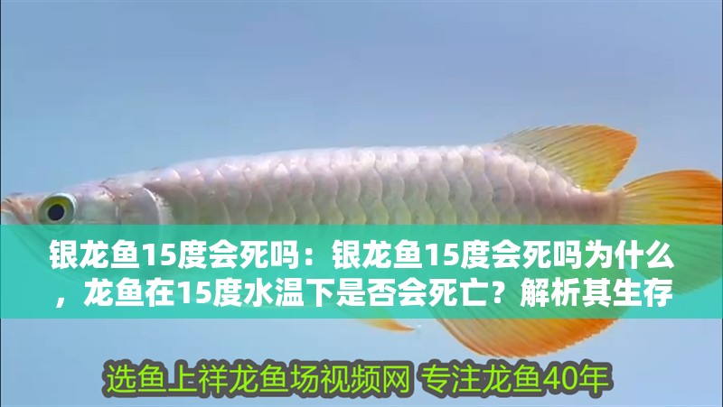 銀龍魚15度會(huì)死嗎：銀龍魚15度會(huì)死嗎為什么，龍魚在15度水溫下是否會(huì)死亡？解析其生存