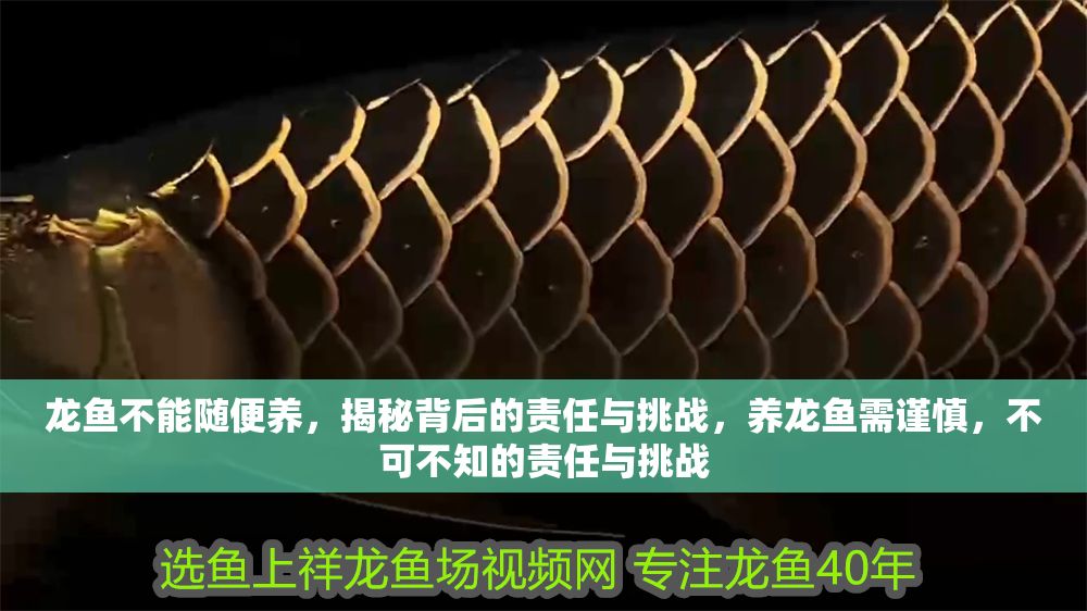 龍魚(yú)不能隨便養(yǎng)，揭秘背后的責(zé)任與挑戰(zhàn)，養(yǎng)龍魚(yú)需謹(jǐn)慎，不可不知的責(zé)任與挑戰(zhàn)