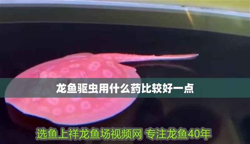 龍魚驅蟲用什么藥比較好一點