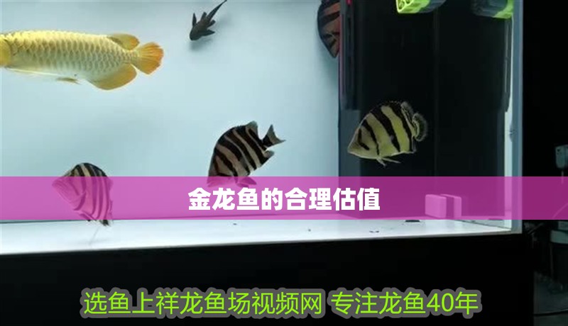 金龍魚的合理估值