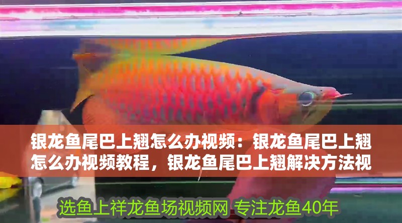 銀龍魚尾巴上翹怎么辦視頻：銀龍魚尾巴上翹怎么辦視頻教程，銀龍魚尾巴上翹解決方法視頻教程