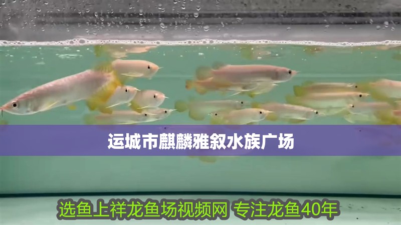 運城市麒麟雅敘水族廣場