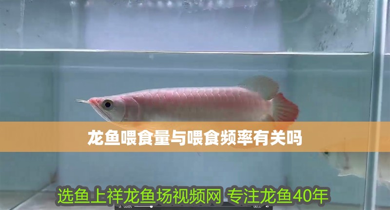龍魚喂食量與喂食頻率有關嗎