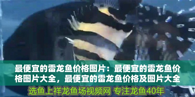 最便宜的雷龍魚價格圖片：最便宜的雷龍魚價格圖片大全，最便宜的雷龍魚價格及圖片大全