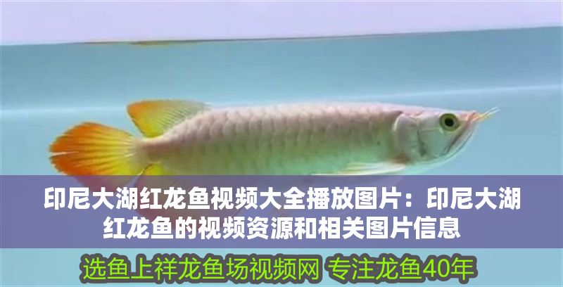 印尼大湖紅龍魚(yú)視頻大全播放圖片：印尼大湖紅龍魚(yú)的視頻資源和相關(guān)圖片信息