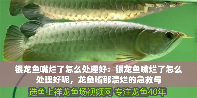 銀龍魚(yú)嘴爛了怎么處理好：銀龍魚(yú)嘴爛了怎么處理好呢，龍魚(yú)嘴部潰爛的急救與