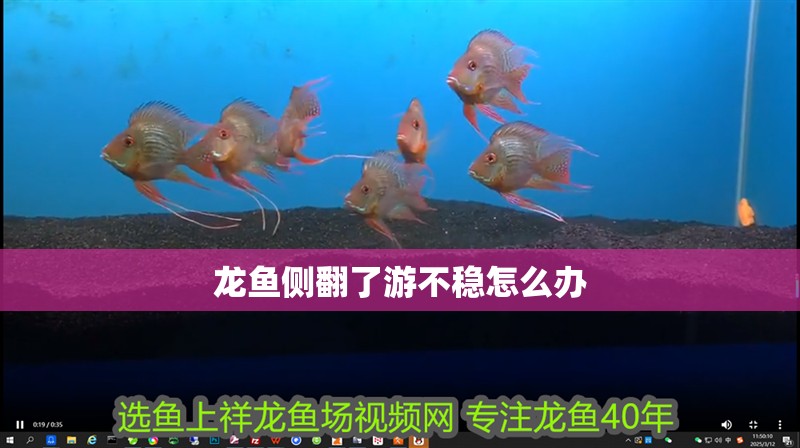 龍魚側翻了游不穩怎么辦
