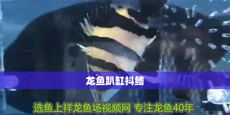 龍魚趴缸抖鰭
