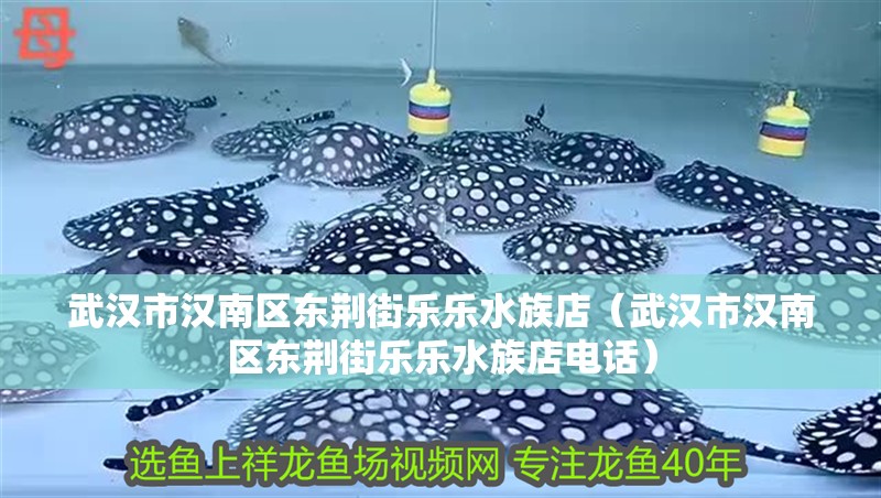 武漢市漢南區(qū)東荊街樂樂水族店（武漢市漢南區(qū)東荊街樂樂水族店電話）