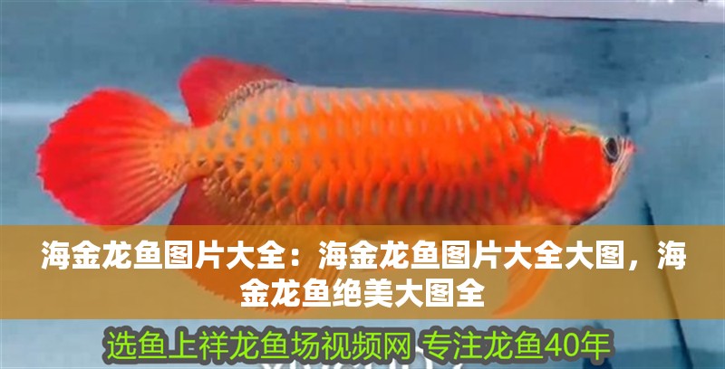 海金龍魚圖片大全：海金龍魚圖片大全大圖，海金龍魚絕美大圖全 海金龍魚圖片大全：海金龍魚圖片大全大圖，海金龍魚絕美大圖全 水族問答
