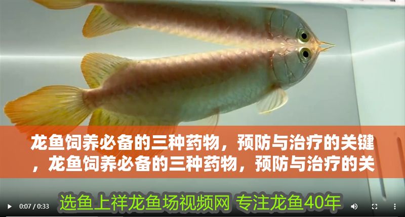 龍魚飼養必備的三種藥物，預防與治療的關鍵，龍魚飼養必備的三種藥物，預防與治療的關鍵指南