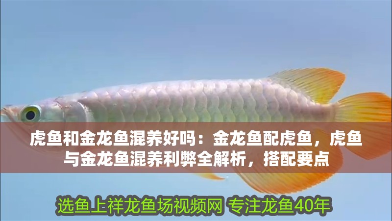 虎魚和金龍魚混養(yǎng)好嗎:金龍魚配虎魚,虎魚與金龍魚混養(yǎng)利弊全解析,搭配要點(diǎn) 水族問答 虎魚和金龍魚混養(yǎng)好嗎:金龍魚配虎魚,虎魚與金龍魚混養(yǎng)利弊全解析,搭配要點(diǎn) 虎魚和金龍魚混養(yǎng)好嗎:金龍魚配虎魚,虎魚與金龍魚混養(yǎng)利弊全解析,搭配要點(diǎn) 水族問答