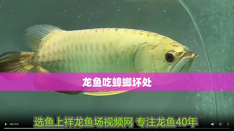 龍魚吃蟑螂壞處