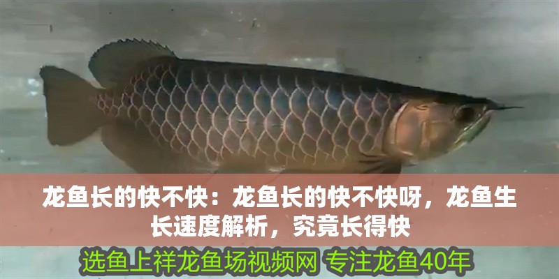 龍魚長的快不快：龍魚長的快不快呀，龍魚生長速度解析，究竟長得快
