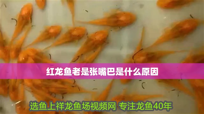 紅龍魚老是張嘴巴是什么原因