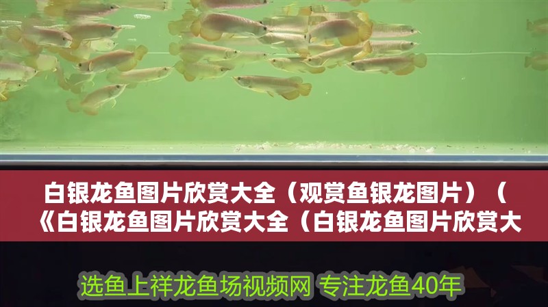 白銀龍魚圖片欣賞大全（觀賞魚銀龍圖片）（《白銀龍魚圖片欣賞大全（白銀龍魚圖片欣賞大全）》）