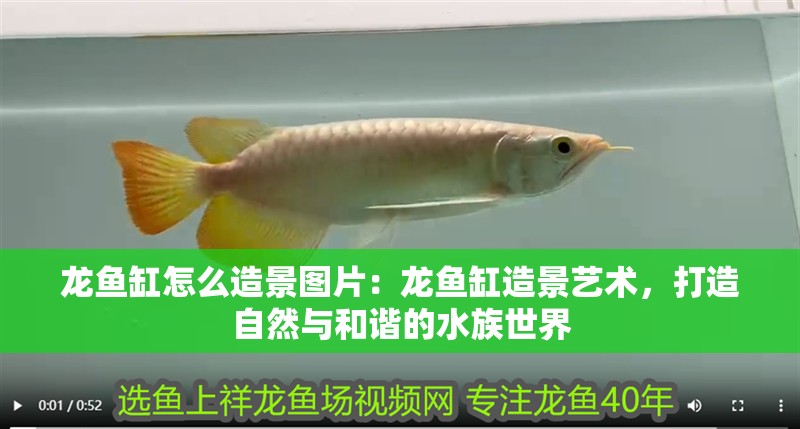 龍魚缸怎么造景圖片：龍魚缸造景藝術，打造自然與和諧的水族世界