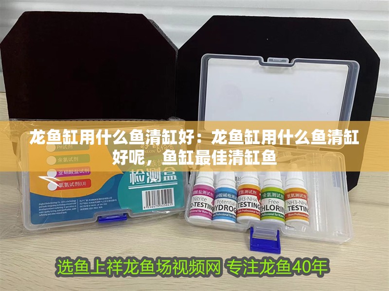 龍魚缸用什么魚清缸好：龍魚缸用什么魚清缸好呢，魚缸最佳清缸魚