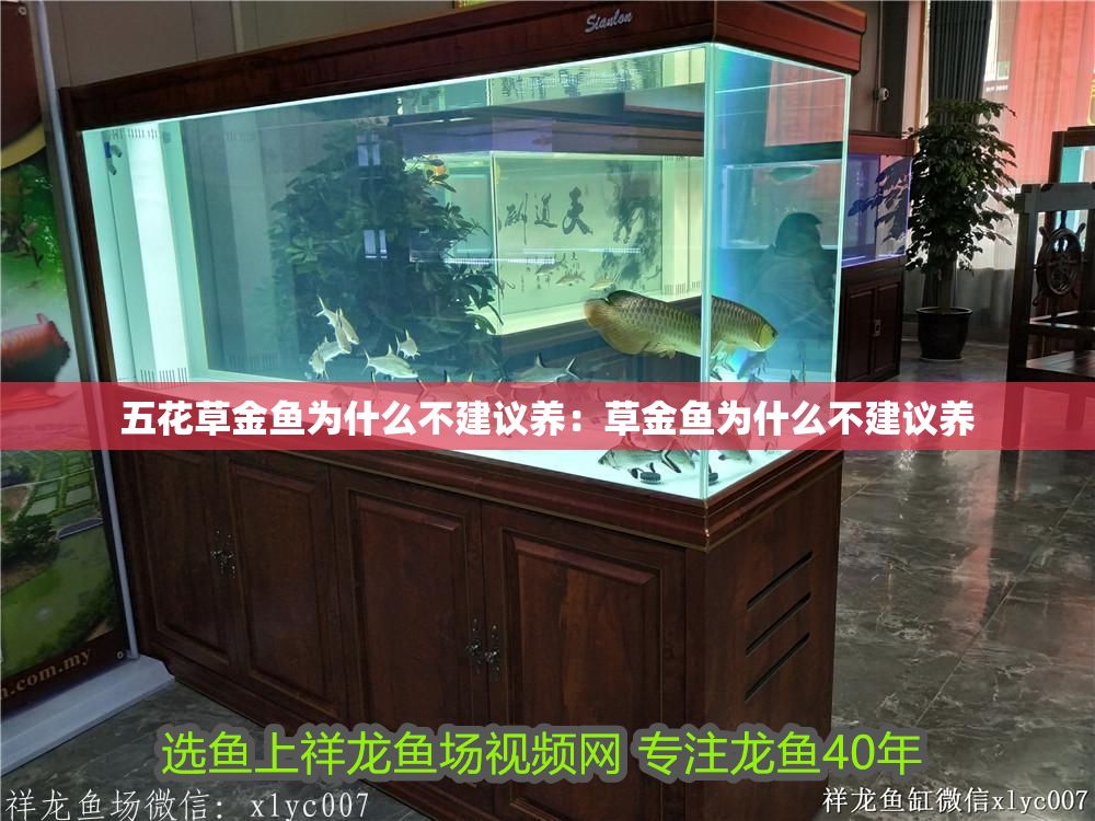 五花草金魚為什么不建議養：草金魚為什么不建議養