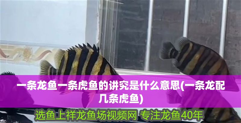 一條龍魚一條虎魚的講究是什么意思(一條龍配幾條虎魚) 一條龍魚一條虎魚的講究是什么意思(一條龍配幾條虎魚) 虎魚百科 第1張