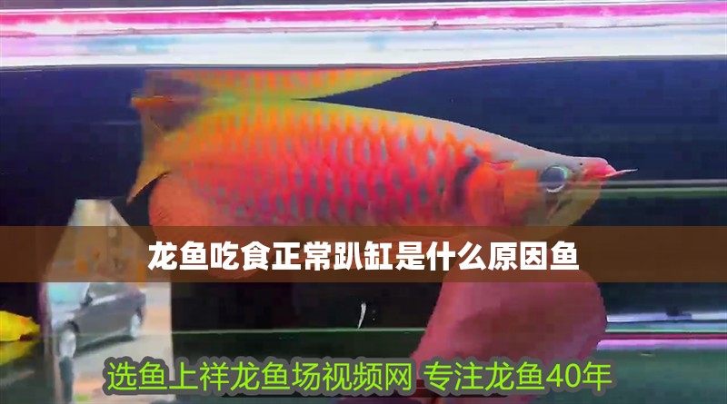 龍魚吃食正常趴缸是什么原因魚
