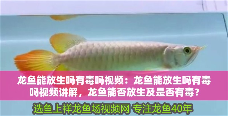 龍魚能放生嗎有毒嗎視頻：龍魚能放生嗎有毒嗎視頻講解，龍魚能否放生及是否有毒？