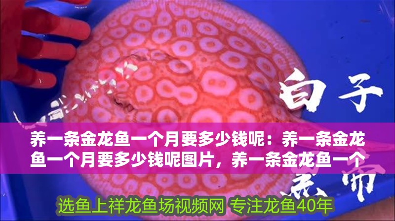 養一條金龍魚一個月要多少錢呢：養一條金龍魚一個月要多少錢呢圖片，養一條金龍魚一個月的費用既能降低藥物殘留風險有所差異