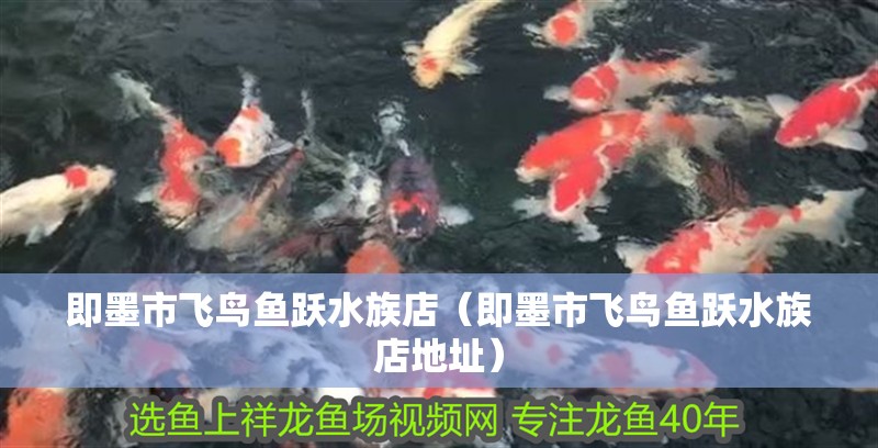 即墨市飛鳥魚躍水族店（即墨市飛鳥魚躍水族店地址）