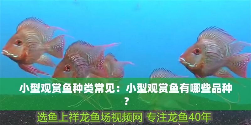 小型觀賞魚種類常見:小型觀賞魚有哪些品種? 水族館百科(水族館加盟) 第2張 小型觀賞魚種類常見:小型觀賞魚有哪些品種? 小型觀賞魚種類常見:小型觀賞魚有哪些品種? 水族館百科(水族館加盟) 第2張