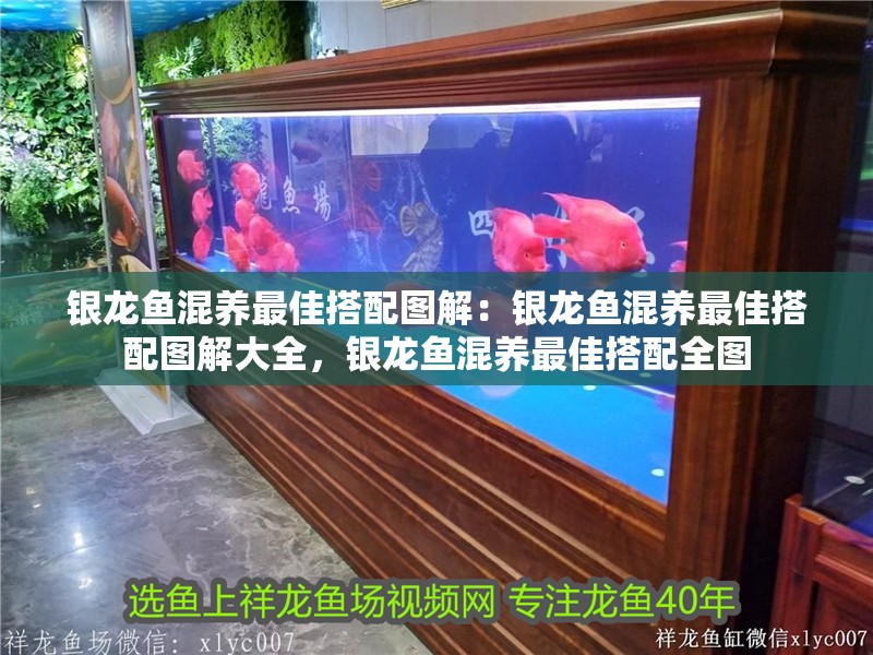 銀龍魚混養最佳搭配圖解：銀龍魚混養最佳搭配圖解大全，銀龍魚混養最佳搭配全圖