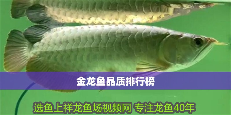 金龍魚品質排行榜
