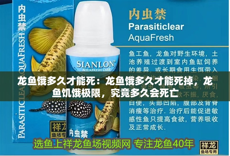 龍魚餓多久才能死：龍魚餓多久才能死掉，龍魚饑餓極限，究竟多久會死亡