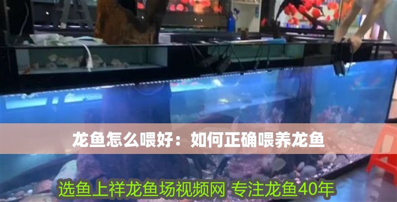 龍魚怎么喂好：如何正確喂養龍魚 龍魚怎么喂好：如何正確喂養龍魚 龍魚百科