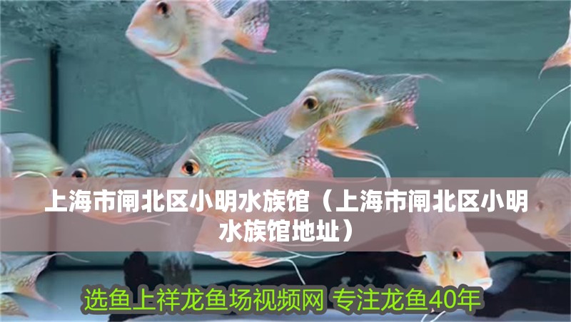上海市閘北區小明水族館（上海市閘北區小明水族館地址）