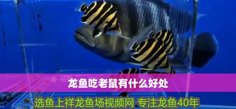 龍魚吃老鼠有什么好處