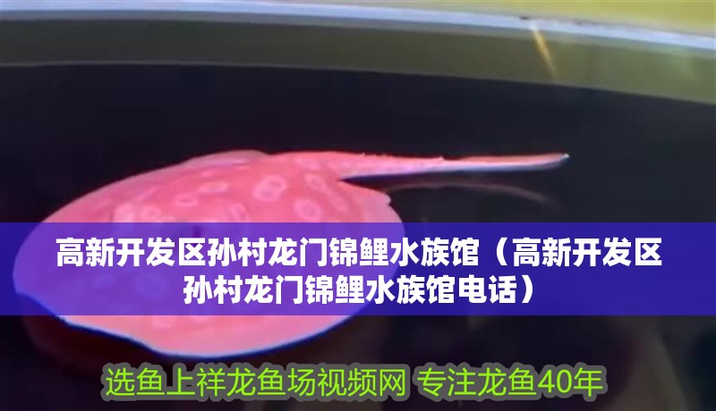 高新開發區孫村龍門錦鯉水族館（高新開發區孫村龍門錦鯉水族館電話）