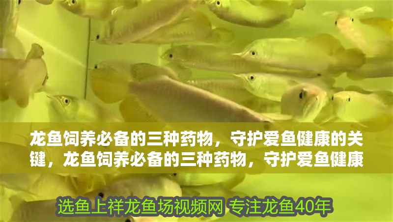 龍魚飼養必備的三種藥物,守護愛魚健康的關鍵,龍魚飼養必備的三種藥物,守護愛魚健康的關鍵 龍魚常見疾病 第1張 龍魚飼養必備的三種藥物,守護愛魚健康的關鍵,龍魚飼養必備的三種藥物,守護愛魚健康的關鍵 龍魚飼養必備的三種藥物,守護愛魚健康的關鍵,龍魚飼養必備的三種藥物,守護愛魚健康的關鍵 龍魚常見疾病 第1張