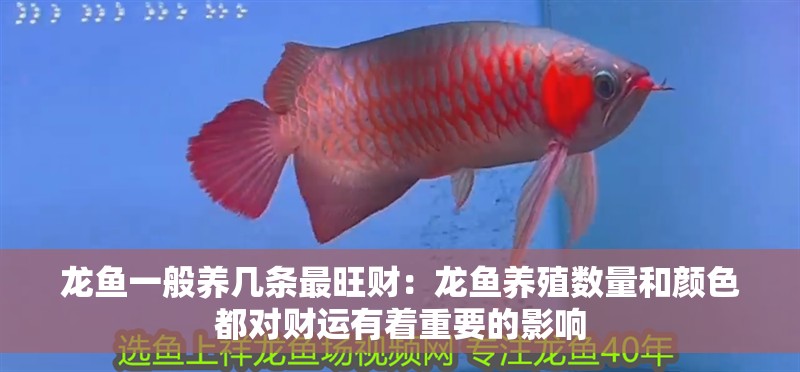 龍魚一般養幾條最旺財：龍魚養殖數量和顏色都對財運有著重要的影響
