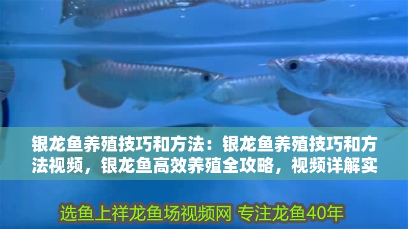 銀龍魚養(yǎng)殖技巧和方法：銀龍魚養(yǎng)殖技巧和方法視頻，銀龍魚高效養(yǎng)殖全攻略，視頻詳解實(shí)用技巧與方法 銀龍魚養(yǎng)殖技巧和方法：銀龍魚養(yǎng)殖技巧和方法視頻，銀龍魚高效養(yǎng)殖全攻略，視頻詳解實(shí)用技巧與方法 水族問答