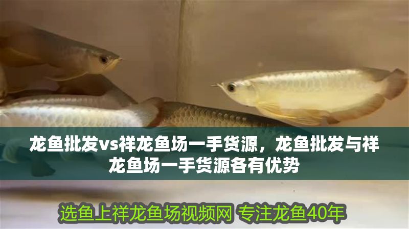 龍魚批發vs祥龍魚場一手貨源，龍魚批發與祥龍魚場一手貨源各有優勢