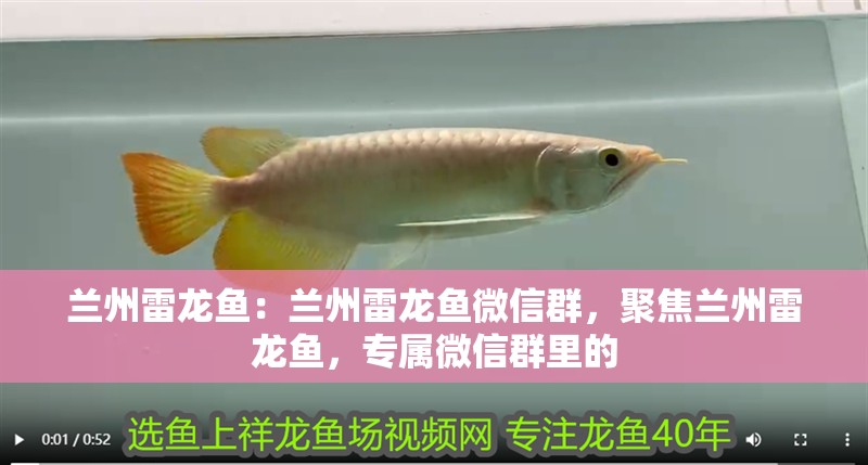 蘭州雷龍魚：蘭州雷龍魚微信群，聚焦蘭州雷龍魚，專屬微信群里的 蘭州雷龍魚：蘭州雷龍魚微信群，聚焦蘭州雷龍魚，專屬微信群里的 水族問答