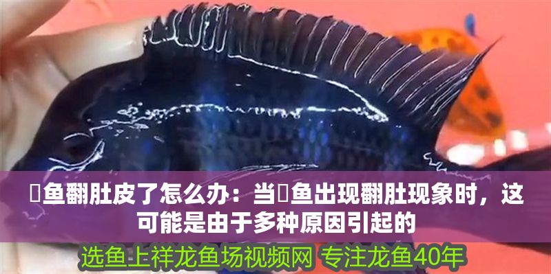 魟魚翻肚皮了怎么辦：當魟魚出現翻肚現象時，這可能是由于多種原因引起的