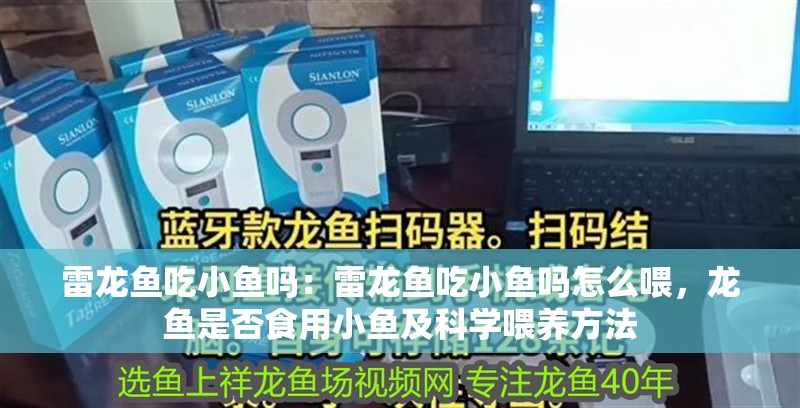 雷龍魚吃小魚嗎：雷龍魚吃小魚嗎怎么喂，龍魚是否食用小魚及科學喂養方法