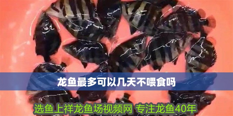 龍魚最多可以幾天不喂食嗎