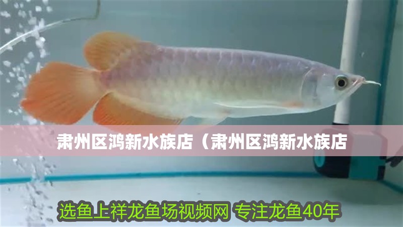 肅州區(qū)鴻新水族店（肅州區(qū)鴻新水族店