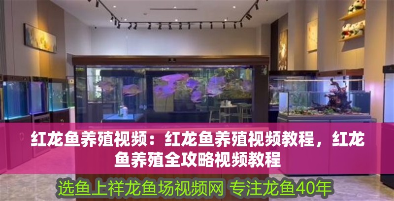紅龍魚養殖視頻：紅龍魚養殖視頻教程，紅龍魚養殖全攻略視頻教程
